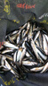北禾野釣黑坑通殺雅魚洋魚細(xì)鱗裂腹魚專用餌料赤尾青磷蝦粉冷水魚餌料 北禾雅魚濃腥餌料255g*1瓶 曬單實(shí)拍圖