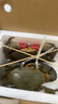 生鮮包活三門青蟹海鮮膏蟹母螃蟹紅膏鱘肉蟹公蟹溫州猷蠓禮品盒裝 特大紅母膏蟹3.2斤【4只】 曬單實拍圖