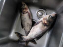 久巖 新關(guān)東魚(yú)鉤成品綁好子線(xiàn)雙鉤套裝黑坑鯽魚(yú)鯉魚(yú)鰱鳙大物無(wú)刺魚(yú)鉤 60cm新關(guān)東無(wú)刺【鉤3+2.0 鉤4+2.5】 曬單實(shí)拍圖