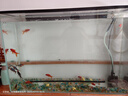 冷水鸚鵡魚(yú)招財魚(yú)血鸚鵡紅金魚(yú)冷水觀(guān)賞魚(yú)活體魚(yú)苗好養耐活發(fā)財魚(yú) 冷水血鸚鵡7條【10-12cm】 曬單實(shí)拍圖