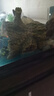 魚(yú)缸假山水族裝飾造景石小房子小橋假水草江南水鄉創(chuàng  )意擺件躲避屋 江南小屋 曬單實(shí)拍圖