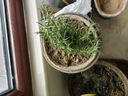 壽禾家庭花草盆栽香草植物迷迭香百里香甜羅勒九層塔陽(yáng)臺(tái)種植盆栽苗 迷迭香幼苗 5棵 曬單實(shí)拍圖