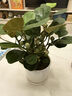 貴秘書小盼菩提樹菩提盆栽帶果禪意室內(nèi)綠植客廳辦公室桌面招財擺件植物 精品菩提+基地原盆（塑料盆） 帶盆栽好【帶10-15個果】 曬單實拍圖