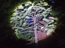 魔鐵（MOTIE）手電筒蝎子燈專用照抓捕蝎子紫外線強(qiáng)光遠(yuǎn)射紫光燈充電戶外知了猴 曬單實(shí)拍圖