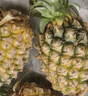 京鮮生 海南芒果鳳梨 凈重7斤單果650g 菠蘿新鮮水果生鮮 源頭直發(fā) 曬單實(shí)拍圖