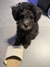 貝幸小奶罐后生元幼犬幼貓成犬成貓羊奶粉通用貓咪狗狗乳鐵蛋白 14罐*1盒 送狗糧試吃1包 曬單實拍圖
