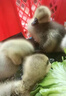 潮汕獅頭鵝苗正宗一斤汕頭小獅頭鵝活苗特大種純種獅頭鵝成年幼苗 拍4送1只路損【共5只 3兩左右】 曬單實拍圖