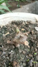 玫瑰花苗花卉盆栽嫁接多色樹(shù)樁老根大花陽(yáng)臺月季薔薇四季耐寒植物 s5嫁接款 2年苗1棵裝少量開(kāi)花 曬單實(shí)拍圖