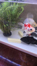 憨憨樂(lè)園 魚缸過(guò)濾材料硝化細(xì)菌屋魚池納米細(xì)菌屋底濾陶瓷濾材兩色20支 曬單實(shí)拍圖