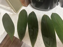 鮮窩窩 野生粽子葉超大號30片送棕繩 寬大粽葉新鮮箬葉端午節(jié)包粽子材料 曬單實拍圖