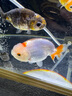 吉印刀鋒s魚缸燈led燈防水全光譜魚缸照明燈水草燈小型超白魚燈36cm 曬單實(shí)拍圖