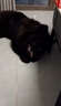 寵鮮萊純種五黑犬幼犬活體寵物狗狗小狗活物幼崽中華田園犬 寵物級 公 曬單實(shí)拍圖