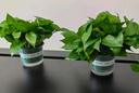 雙盟綠蘿盆栽除甲醛花卉綠植辦公室新房?jī)艋諝?120款10盆源頭直發(fā) 曬單實(shí)拍圖