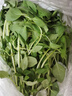 荊芥菜新鮮河南大葉荊芥葉菜調(diào)味涼拌菜莖芥鮮嫩現(xiàn)挖現(xiàn)發(fā)帶根 新鮮現(xiàn)挖荊芥  【 4斤】 曬單實拍圖