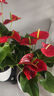 雙盟精選紅掌辦公室內(nèi)好養(yǎng)四季開(kāi)花綠植盆栽桌面盆景源頭直發(fā) 曬單實(shí)拍圖