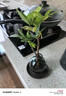 八芽發(fā)財樹小盆栽花卉水培植物客廳桌面綠植室內(nèi)四季招財樹辦公室好養(yǎng) 雙桿發(fā)財樹-小藍瓶-含紫砂托 含盆 曬單實拍圖