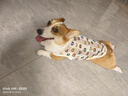 Lanswood 狗狗衣服夏季小型犬寵物柯基衣服薄款泰迪小狗夏日狗背心防掉毛 卡通小熊【背心款】 L 建議22-28斤 曬單實(shí)拍圖
