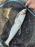 飛蠅鉤毒蚊釣組微物蒼蠅串鉤路亞草魚仿蠅假餌魚鉤綁好夜光全套 小號【3鉤/買一贈一】送助投器 曬單實拍圖