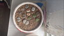 語(yǔ)清婉多肉植物盆栽 混合生石花 屁股花 pp花 石生花綠植 小生石 小生石花1CM左右 曬單實(shí)拍圖