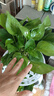 【綠蘿盆栽帶精致南瓜儲水盆】吸甲醛凈化空氣水培綠植物花卉好養(yǎng) 【爆款2盆】綠蘿+白色南瓜盆自吸水 整體含盆高度20-25cm 曬單實拍圖