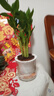 綠有意步步高觀音竹富貴荷花竹水養(yǎng)土培盆栽室內(nèi)桌擺植物吸甲醛水培植物 荷花竹5支【早安盆】 含盆 曬單實拍圖