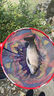 阿蒙森搏魚大師磯釣竿磯竿超輕硬超細碳素斜導環(huán)滑漂竿浮游黑鯛船磯魚竿 3.9m 1.5號 M-T藍標37調(diào) 曬單實拍圖