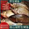 微山湖野生鯽魚土漁民捕撈活魚現(xiàn)殺凈膛滋補(bǔ)燉湯400g/袋 中號(hào)【4-6條/400g】400g*3袋 曬單實(shí)拍圖