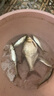 云飛魚無(wú)結(jié)競(jìng)技線組套裝釣魚線主線成品綁好黑坑大物主線組配件全套漁具 4.5米八字環(huán)款4卷【拉力提升】 2.0號(hào) 曬單實(shí)拍圖