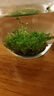 瘋狂水草坨草魚缸水草入門魚缸水培植物趴地矮珍珠水草小坨 源頭直發(fā)包郵 曬單實(shí)拍圖