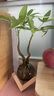 八芽水培植物發(fā)財(cái)樹小盼菩提桌面盆栽凈化空氣室內(nèi)擺件辦公室綠植花卉 雙桿發(fā)財(cái)樹-輕奢小藍(lán)瓶-幾何木架 含盆 曬單實(shí)拍圖