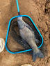 YGK PE JP 5鉤串鉤防纏繞釣組大物鯽魚(yú)昂刺翹嘴通殺伊勢尼拋竿海竿魚(yú)鉤套裝 伊勢尼【橙盒5鉤】20克鉛 各五個(gè) 3 曬單實(shí)拍圖