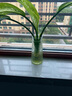 呂姆克花瓶玻璃花瓶擺件工藝品插花仿真干花富貴竹水養(yǎng)花瓶中號(hào)透明5043 曬單實(shí)拍圖