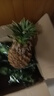 海南金鉆鳳梨 新鮮水果手撕鳳梨孕婦水果 果園直發(fā)整箱包郵非菠蘿 【嘗鮮】1粒裝鳳梨 單果500g起 曬單實拍圖