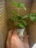 唯友重瓣金鐘盆栽花苗室內(nèi)綠植燈籠花盆栽苗寶蓮燈吊鐘花四季開花 曬單實(shí)拍圖
