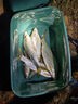 富源百川317二代綜合魚竿鯽魚竿鯉魚臺釣手桿釣魚桿碳素超輕超硬魚桿3.6m 曬單實拍圖