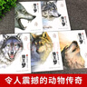 【官方正版】狼王夢(mèng)完整版全套5冊沈石溪動(dòng)物小說(shuō)小學(xué)生四五六年級課外閱讀書(shū)籍沈石溪7-14歲系列兒童文學(xué)課外閱讀 【全5冊】狼王夢(mèng) 曬單實(shí)拍圖