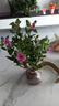 木本長(cháng)春花盆栽花苗四季梅金達萊四季開(kāi)花多年生陽(yáng)臺庭院天天開(kāi) 精選1盆 曬單實(shí)拍圖