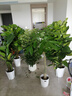 植男植女天堂鳥盆栽客廳室內(nèi)好養(yǎng)大型落地真綠植辦公室植物鶴望蘭源頭直發(fā) 曬單實(shí)拍圖