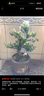 嗨綠黃楊老樁盆景樹苗雀舌皺皮造型小葉盆栽綠植室內(nèi)客廳好養(yǎng)樹樁植物 精品老樁黃楊+紫砂盆+白馬底座 曬單實(shí)拍圖