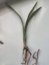 特級濃香型企黑蘭花國蘭客廳四季好養(yǎng)盆栽綠植物國花高端送禮物 高度40cm冠幅15cm特級精品蘭花 1苗裸根發(fā)貨 曬單實拍圖