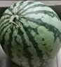 京鮮生 無籽麒麟瓜西瓜 1粒裝 單果5-6斤 水果 源頭直發(fā) 曬單實(shí)拍圖
