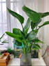 花e流水杉樹樹苗盆景日式風格綠植盆栽小綠植微型植物水杉小造型苗捷成 30厘米高5棵-I11 曬單實拍圖