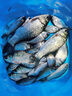 久巖狼角競技巖牙魚鉤子線雙鉤成品黑坑偷驢糗魚改良正釣飛磕鯽鯉魚鉤 75cm競技巖牙無刺【鉤9線0.8】 曬單實拍圖