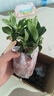 櫻霞【順豐上門】花卉植物室內(nèi)桌面凈化空氣水培小綠植好養(yǎng)活驅(qū)蚊盆栽 【濃香組合】九里香+梔子花 帶盆 曬單實拍圖