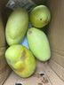 四川攀枝花凱特芒果禮盒裝 新鮮一級(jí)果王當(dāng)季水果特大甜芒現(xiàn)貨 9斤裝（單果400—500g） 曬單實(shí)拍圖