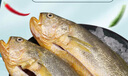 鮮京采 冷凍三去黃花魚(yú)(寧德大黃魚(yú))1700g (5條裝)  禮盒  生鮮 海魚(yú) 曬單實(shí)拍圖