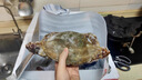 梭子蟹鮮活冷凍特大螃蟹海鮮水產(chǎn)蘭花蟹大白蟹飛蟹舟山野生梭子蟹 凈重3斤（單只3-5兩）中號嘗鮮 曬單實拍圖