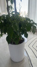 植男植女三層幸福樹(shù)造型綠寶盆栽客廳室內(nèi)大型綠植辦公室喬遷新居源頭直發(fā) 曬單實(shí)拍圖