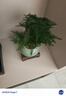 佰花錦新中式文竹桌面盆栽綠植辦公室客廳盆景茶臺臥室好養綠植花卉植物 精品文竹基地原盆原土X1 20-30cm 曬單實(shí)拍圖