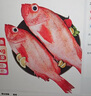 賣魚七郎紅石斑魚凈重3.2斤-3.4斤共2條海捕鮮活冷凍大眼魚整條富貴魚魚類 曬單實拍圖